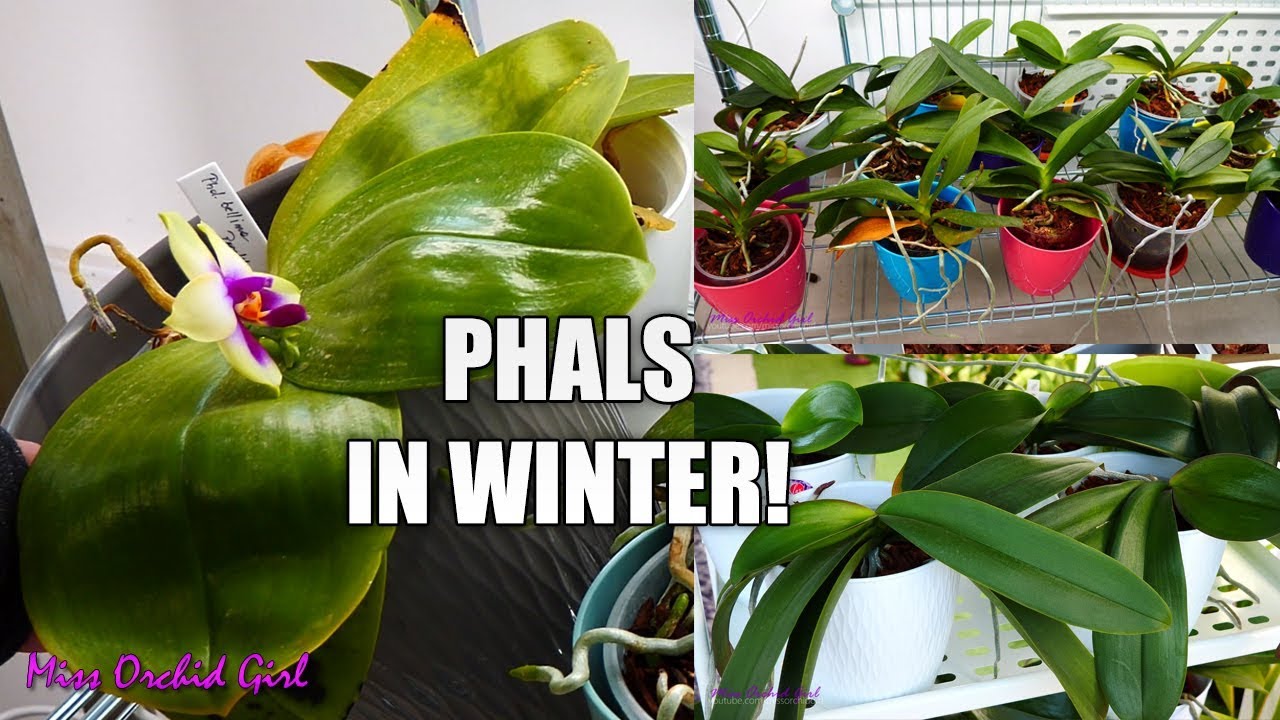 MissOrchidGirl - Bringing Phalaenopsis Orchids Inside For Winter ...