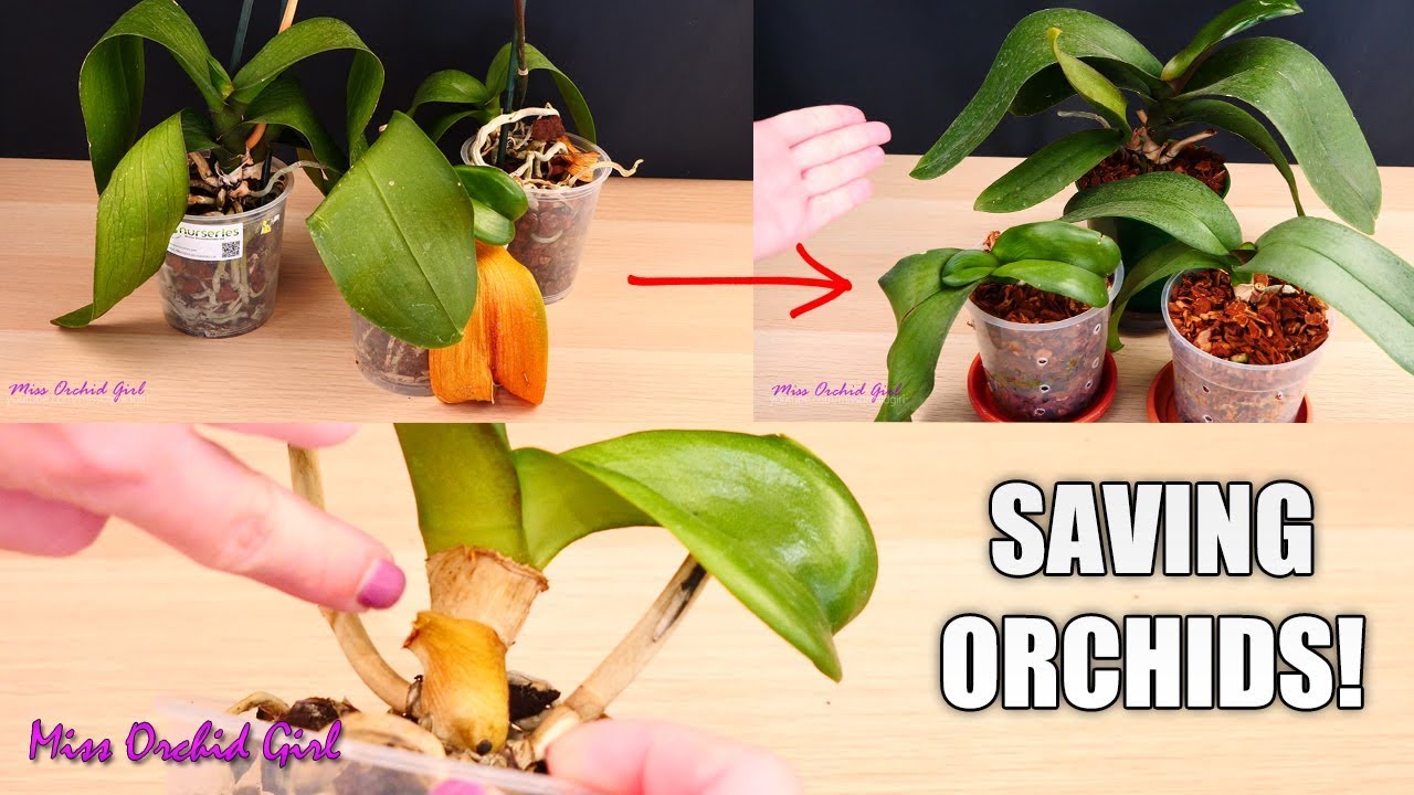 MissOrchidGirl - Orchid Care For Beginners - How To Save Sick, Rootless ...