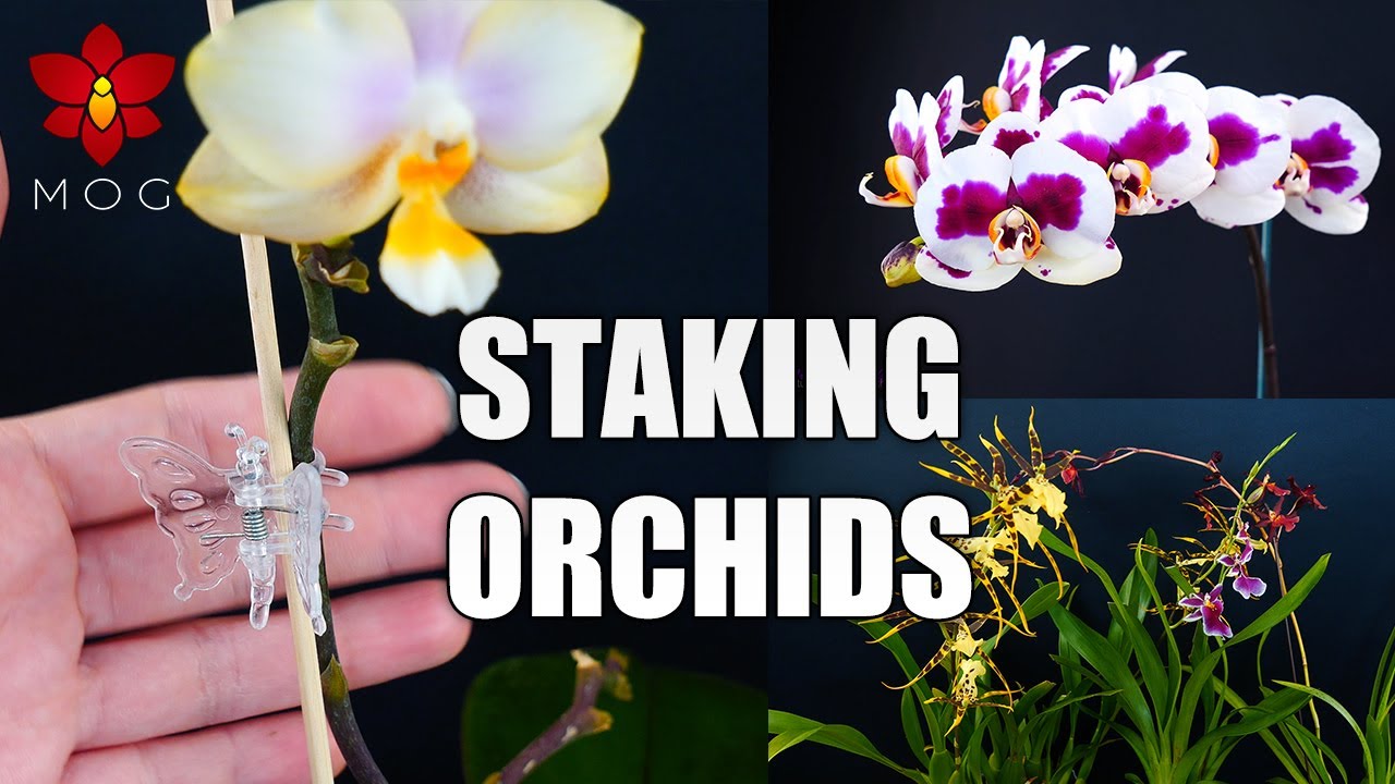 MissOrchidGirl - Keep Orchids Healthier By Staking & Stabilizing ...