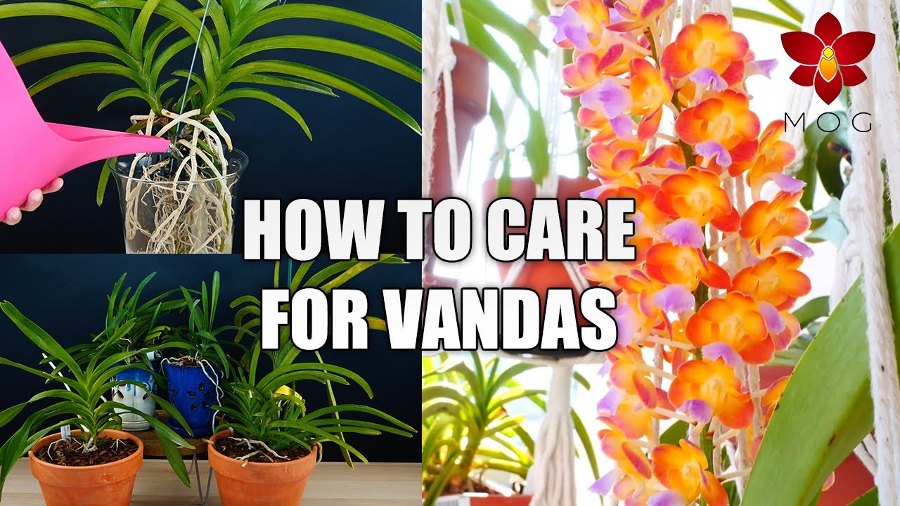 MissOrchidGirl - How To Care For Vanda Orchids In Your Home! - Orchid ...