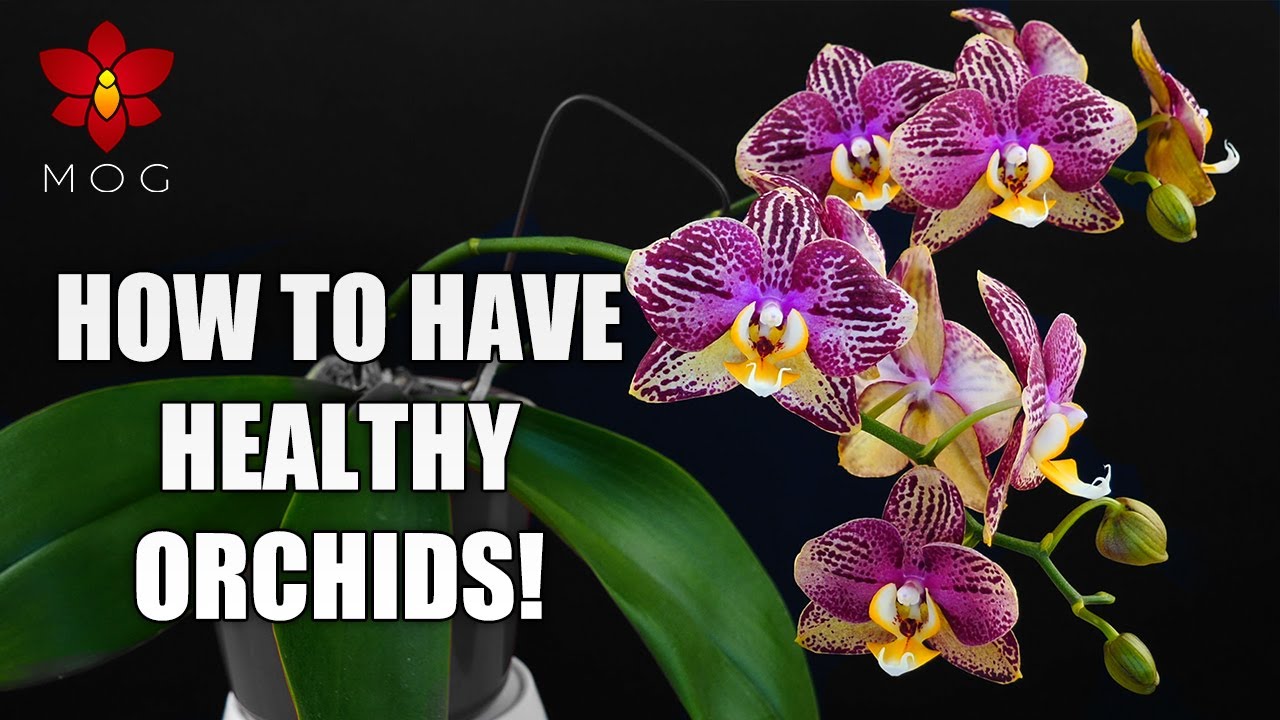 MissOrchidGirl - 10 Things That Keep Your Orchids Healthy! - Orchid ...