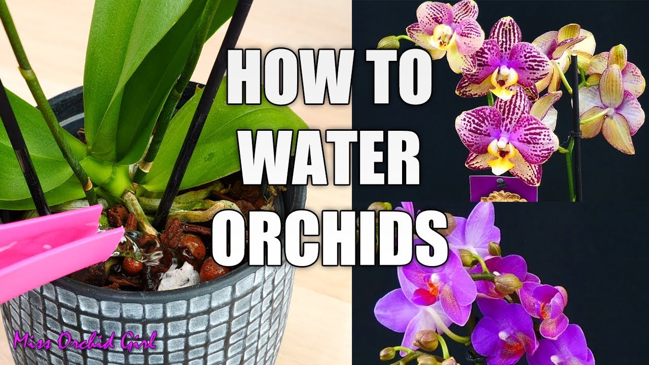 Missorchidgirl Orchid Care For Beginners How To Water Phalaenopsis Orchids 