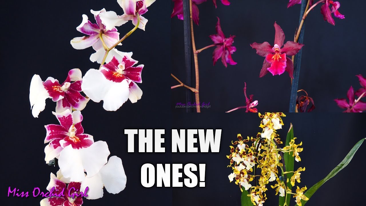 MissOrchidGirl - Orchid Haul - Flower Shop Finds! + Big Lip ...