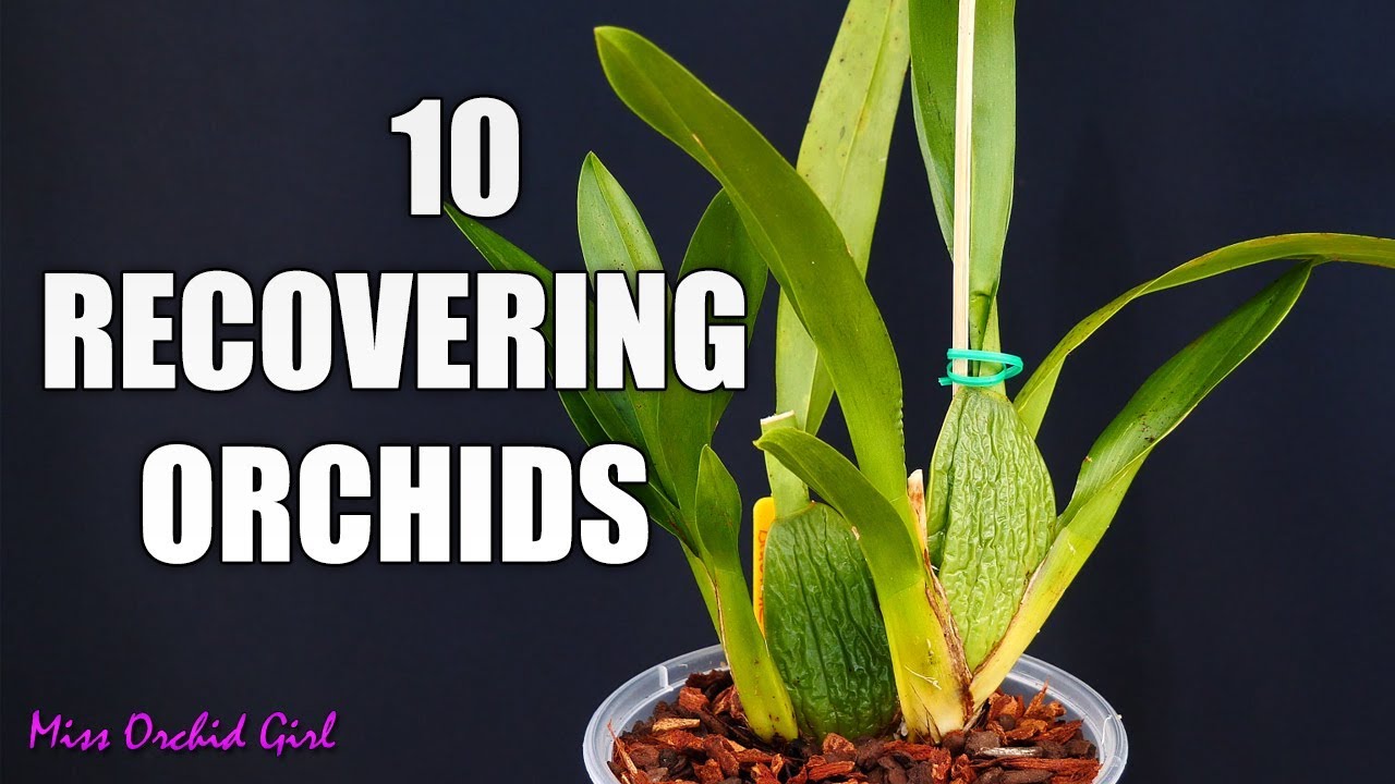 MissOrchidGirl - 10 Sick Oncidium Orchids - Updates And Progress