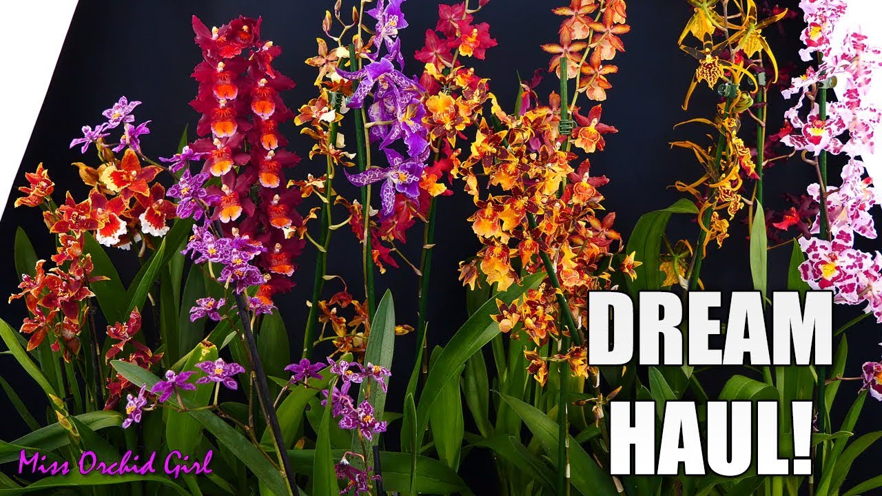 MissOrchidGirl - Dream Orchid Haul! - Rare Oncidium Intergenerics!