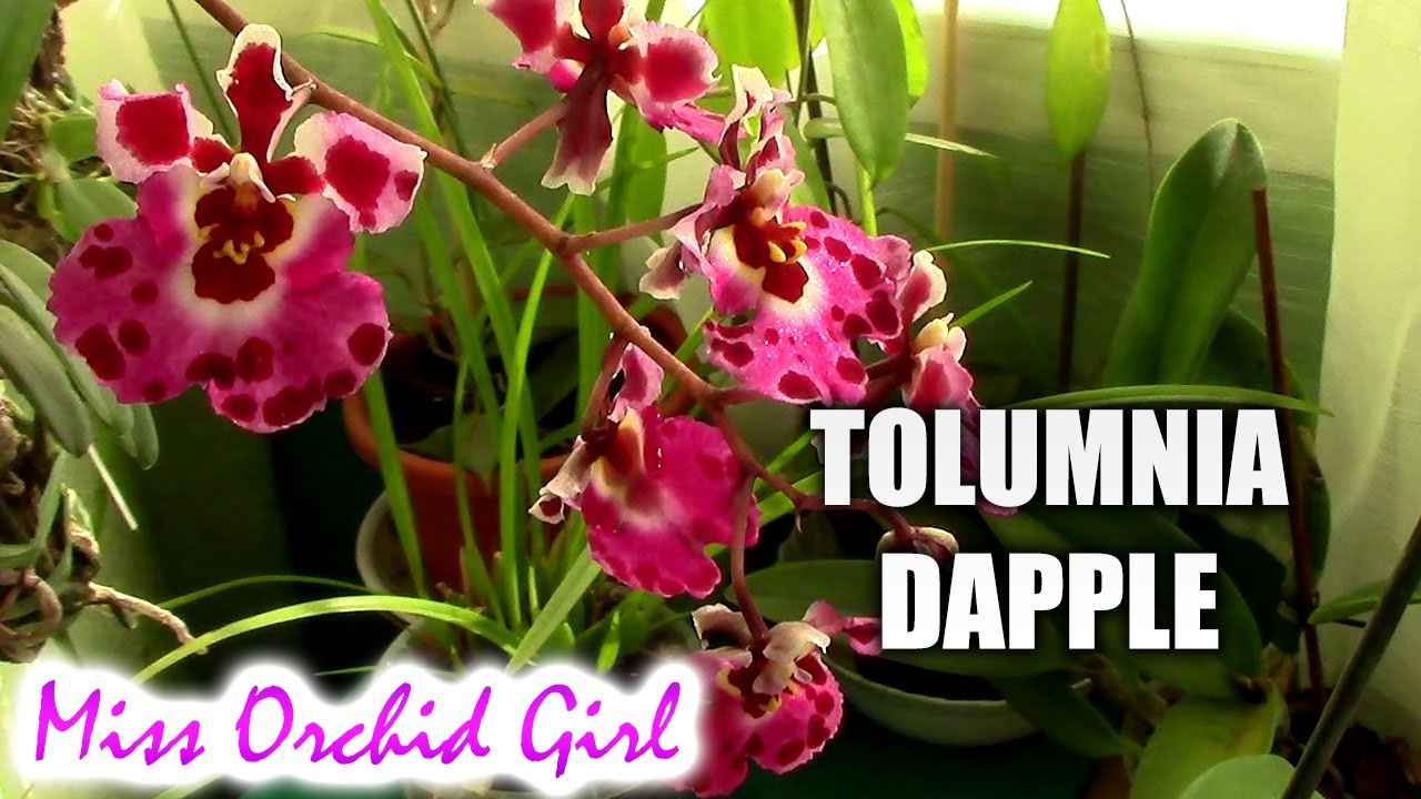 MissOrchidGirl - Tolumnia Jairak Flyer Dapple - another orchid jewel!