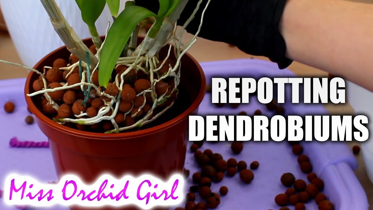 Missorchidgirl Repotting Outdoor Dendrobium Orchids Cutting Old Canes