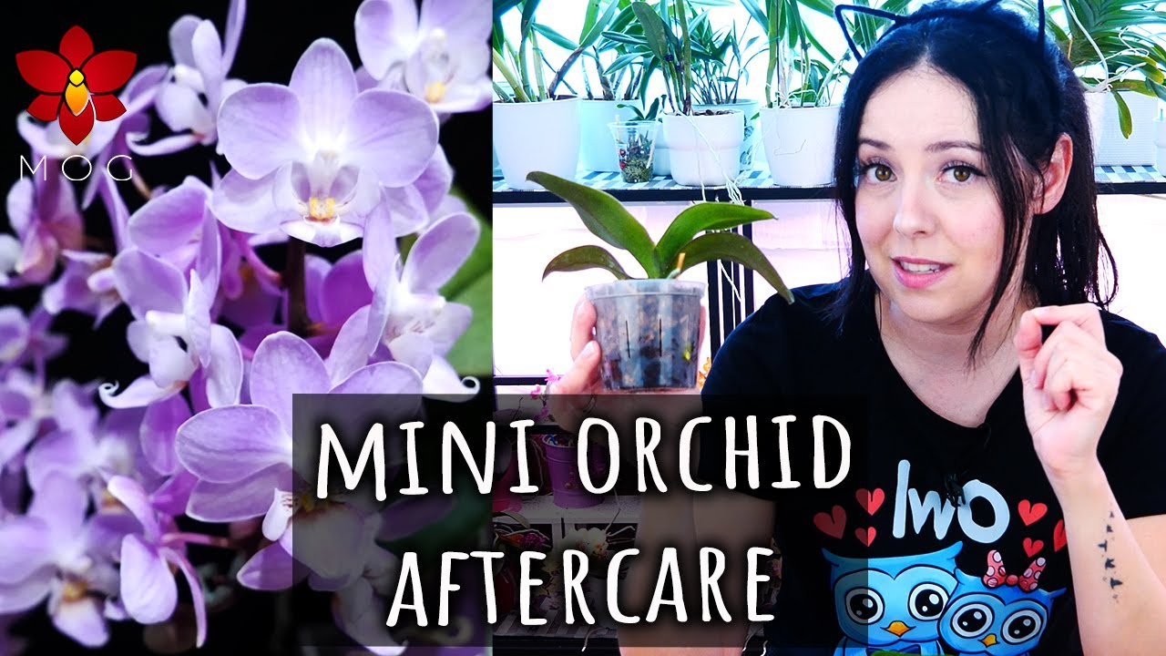 MissOrchidGirl - Orchid Care For Beginners