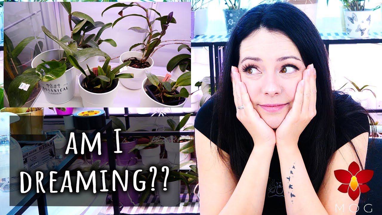 MissOrchidGirl - I Was Seriously NOT Expecting This!! 😱 Orchid Haul ...