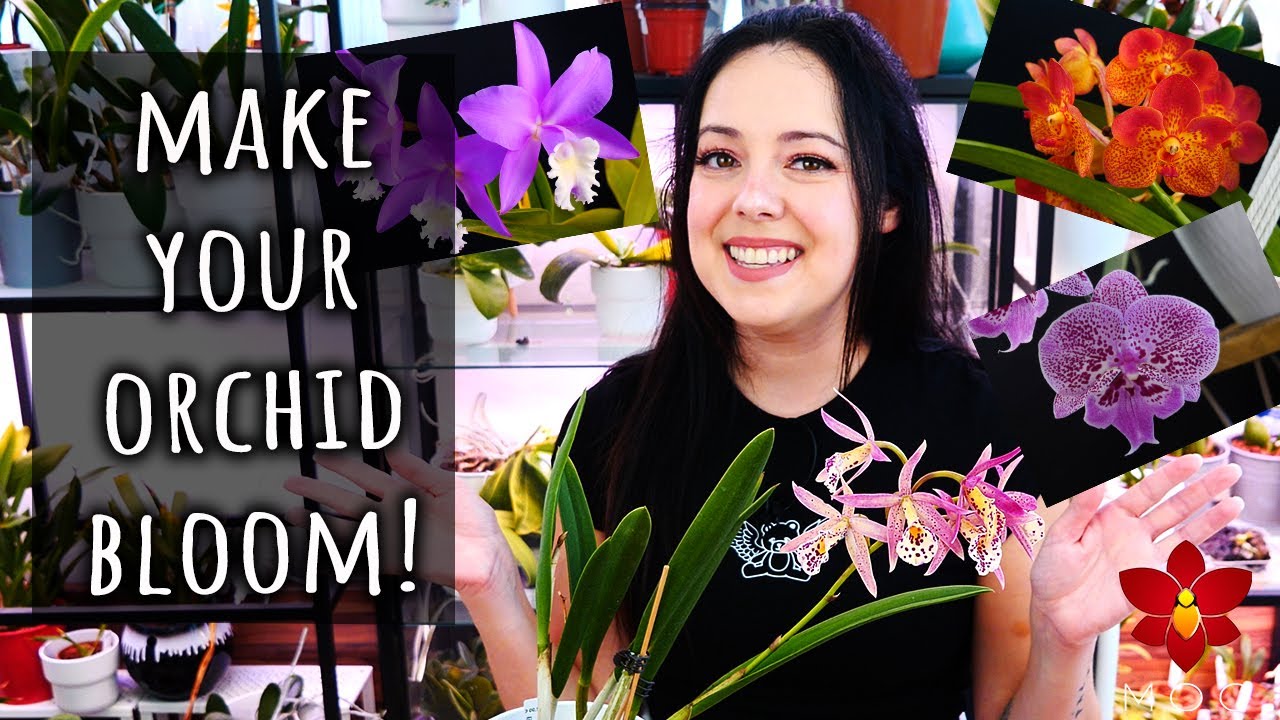 MissOrchidGirl - Orchid Care For Beginners